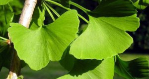 ginkgo-biloba.jpg